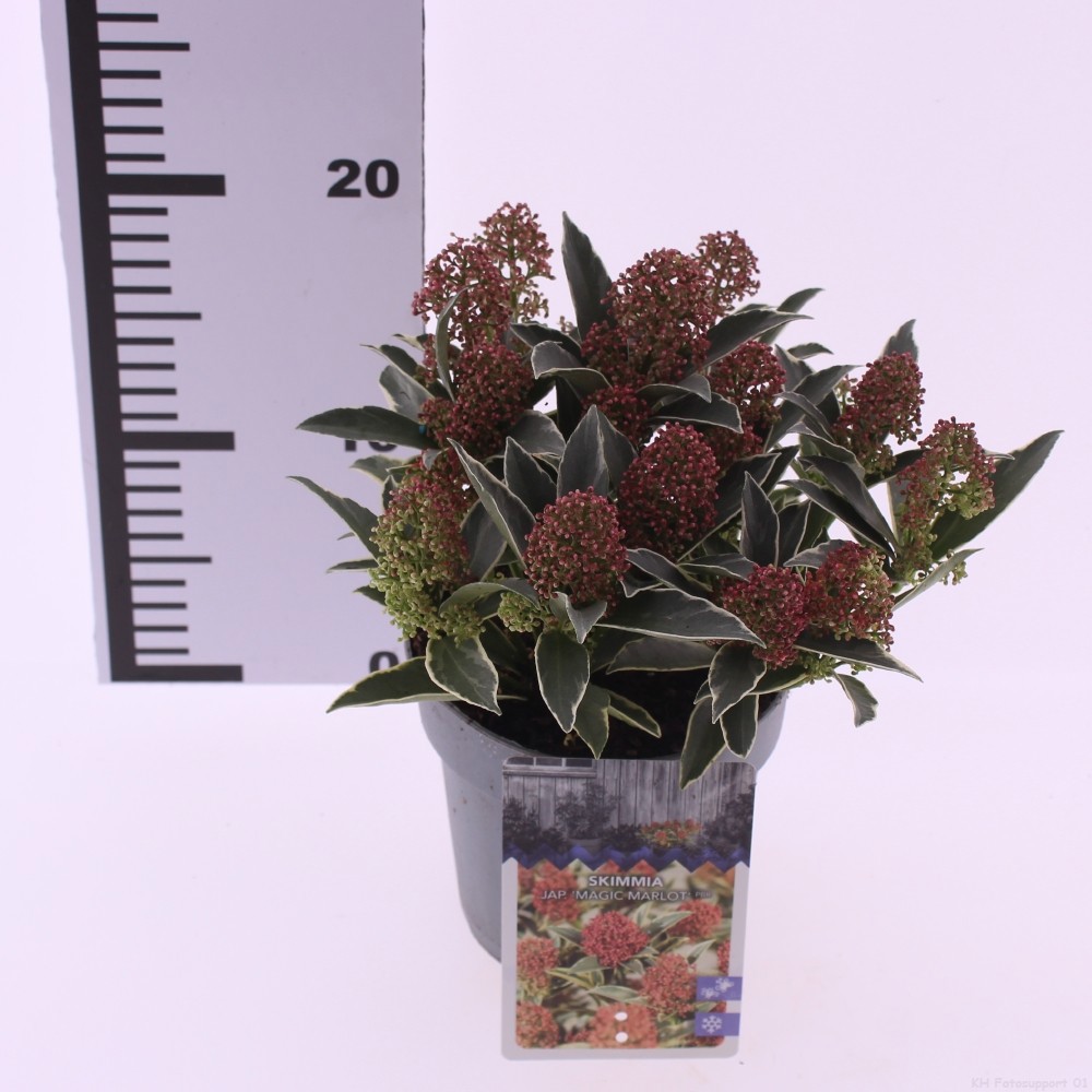 Skimmia jap. 'Magic Marlot' PBR, D 13 cm