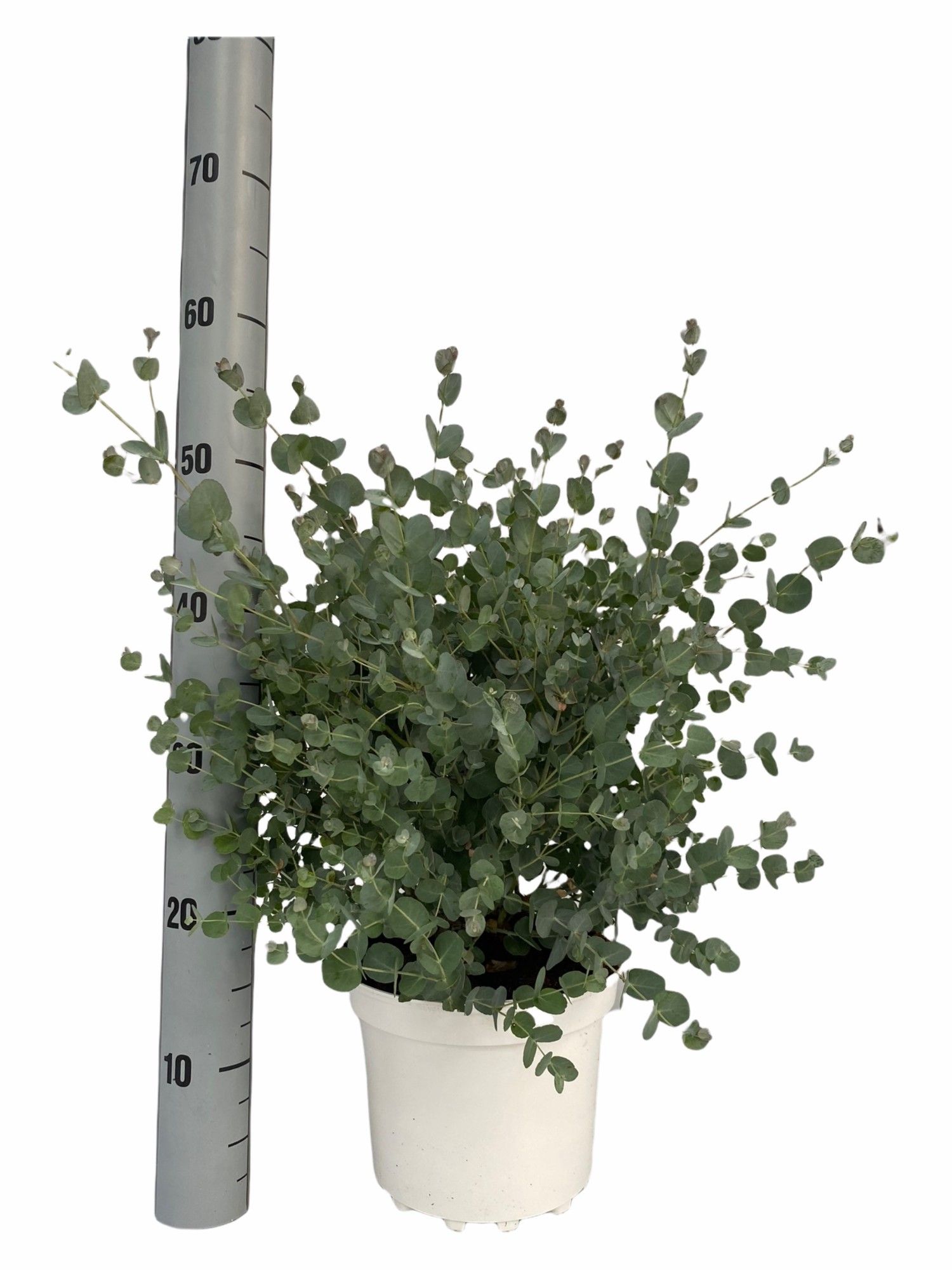 Eucalyptus Gunnii, D 24