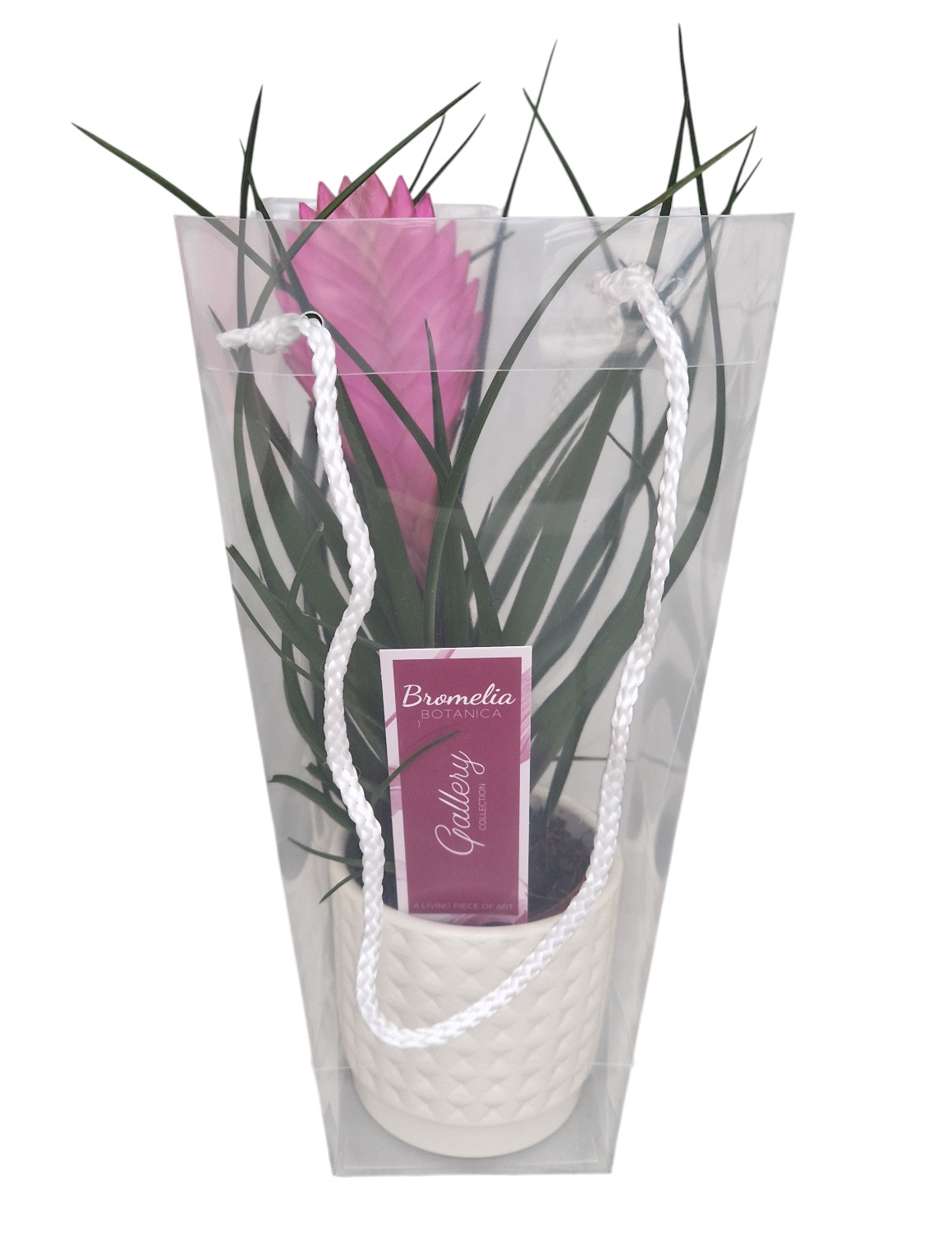 Tillandsia cyanea 'Anita' in wit ruit keramiek in blanco draagtas, D 10