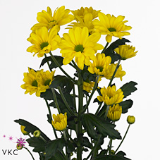 Хризантема куст. Селебрейт 70 (желт.), шт.