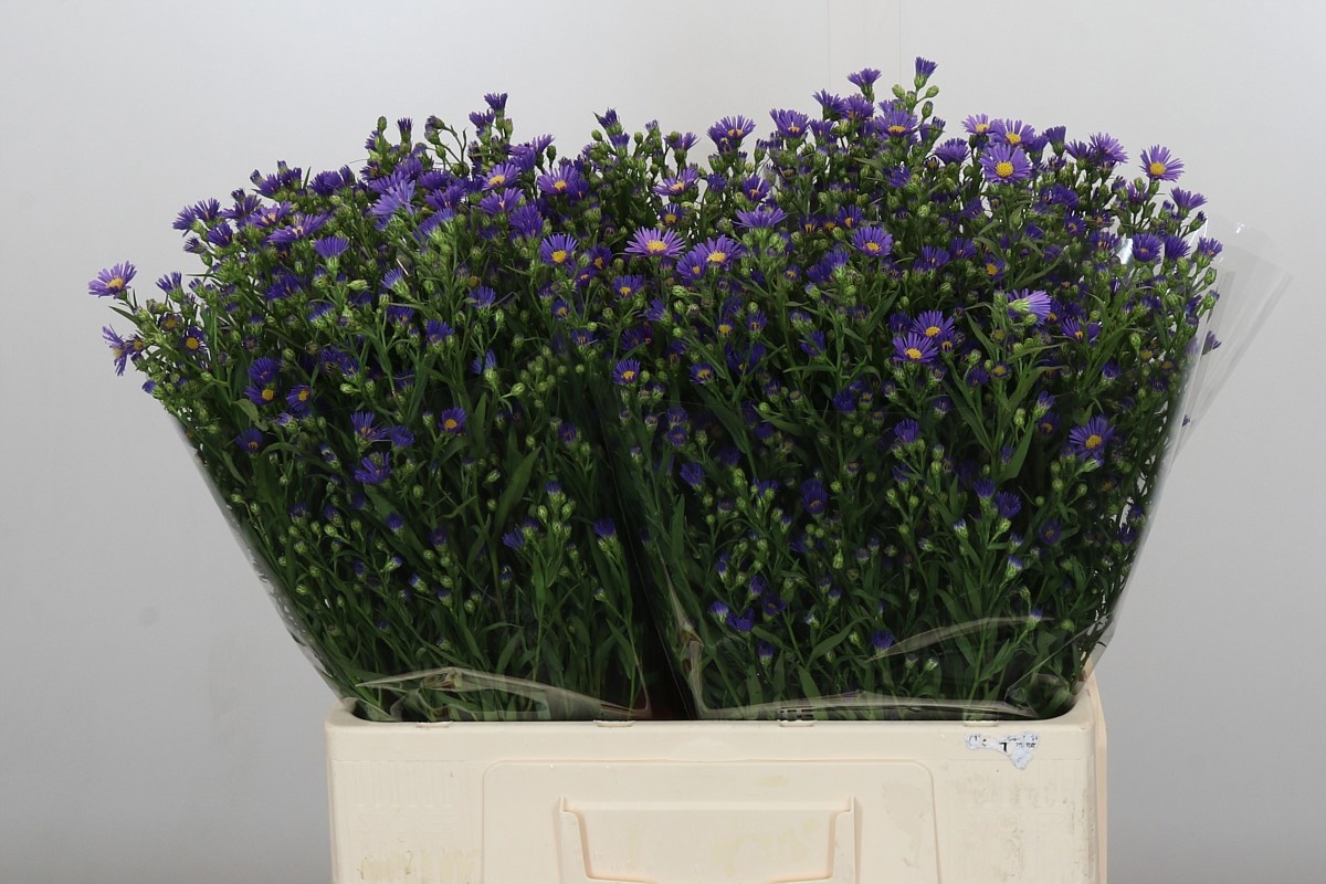 Астер Касамаре 60, шт.