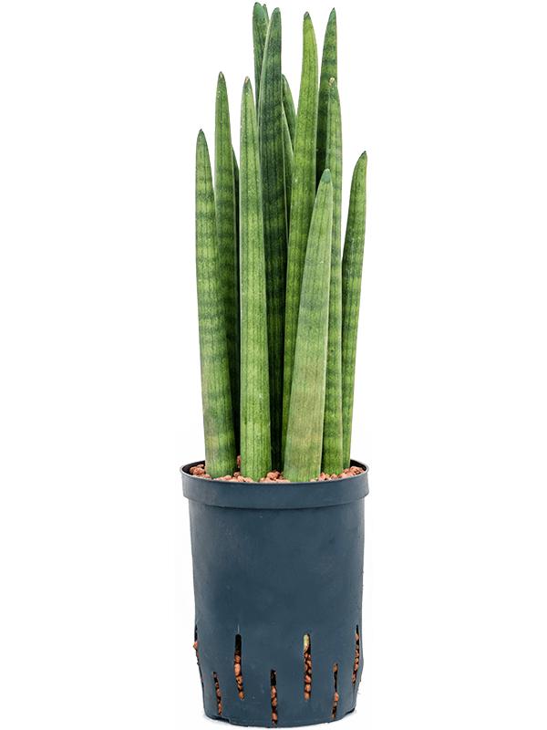 Sansevieria cylindrica tower, D 15