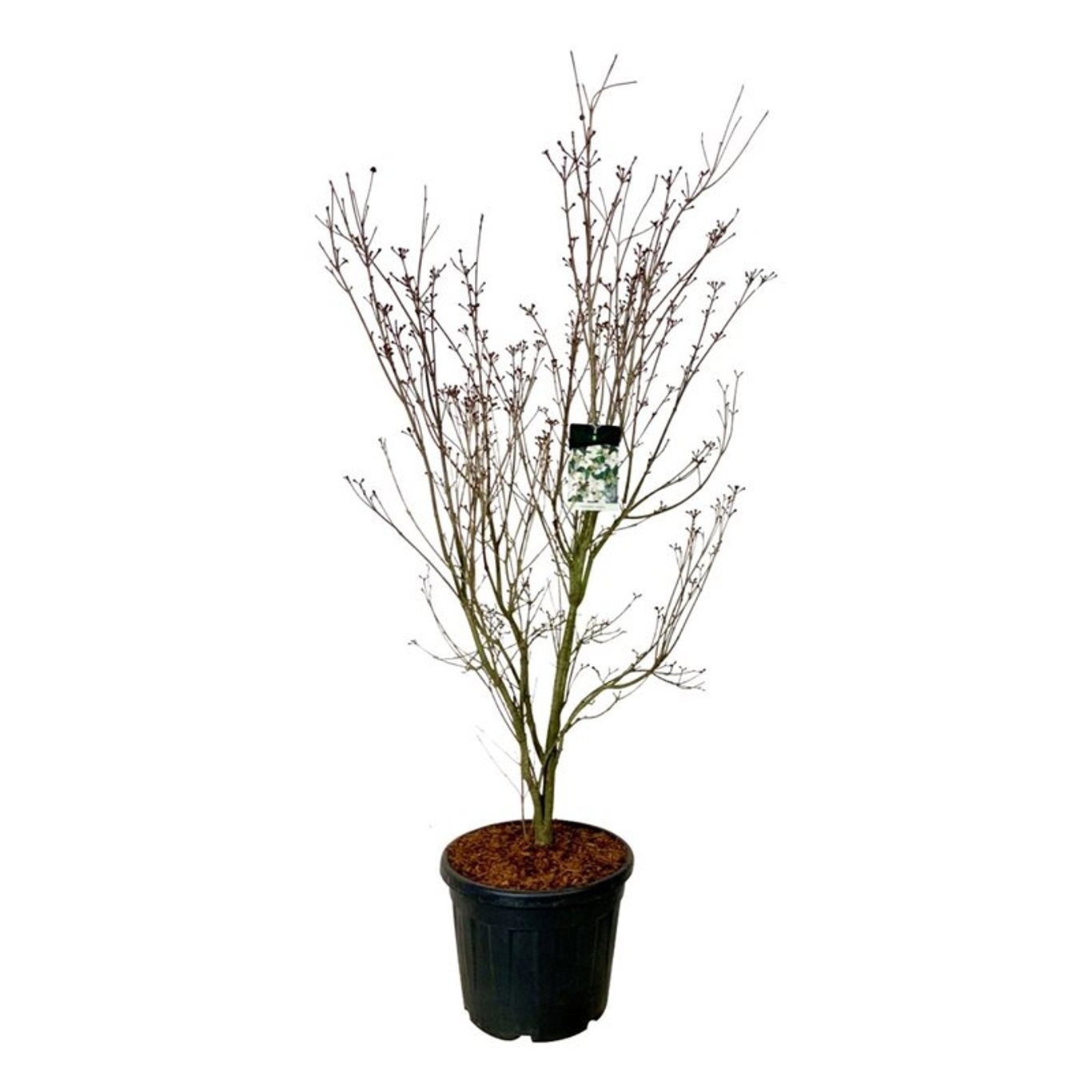 Cornus kousa 'Teutonia', D 50