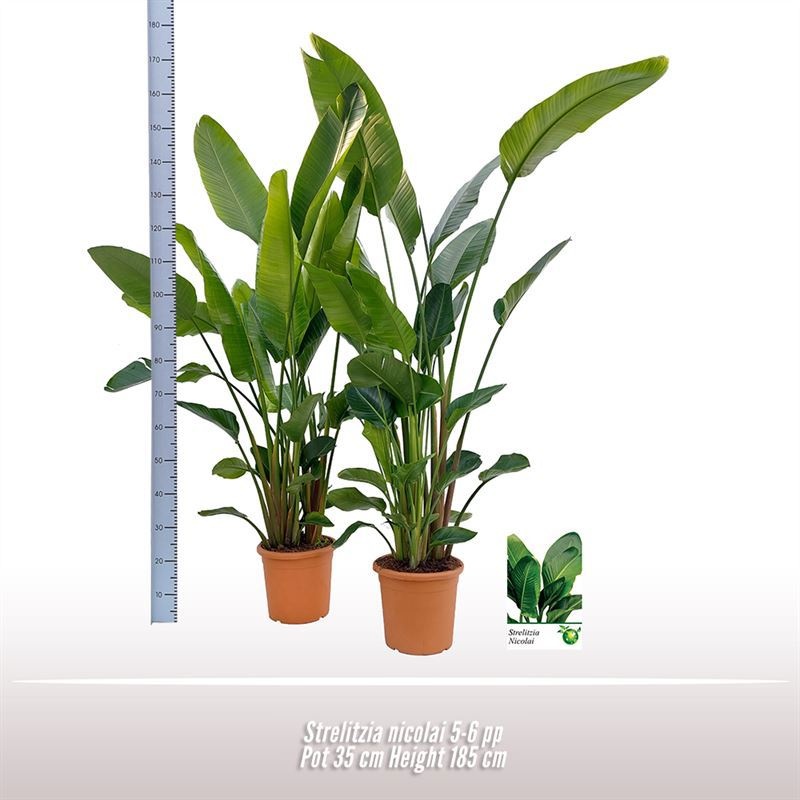 Strelitzia nicolai 5-6 per pot, D 35