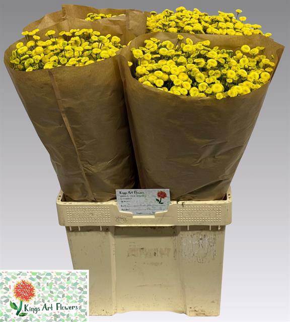 Танацетум Амазон 70, шт.