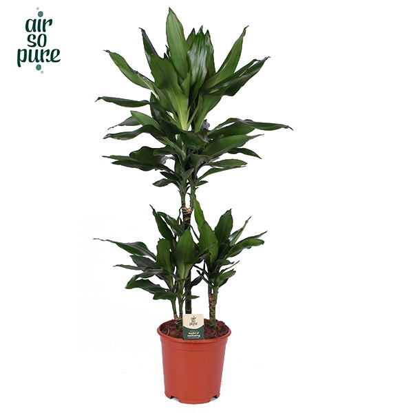 Dracaena Janet Lind p21, 45+15+10, D 21