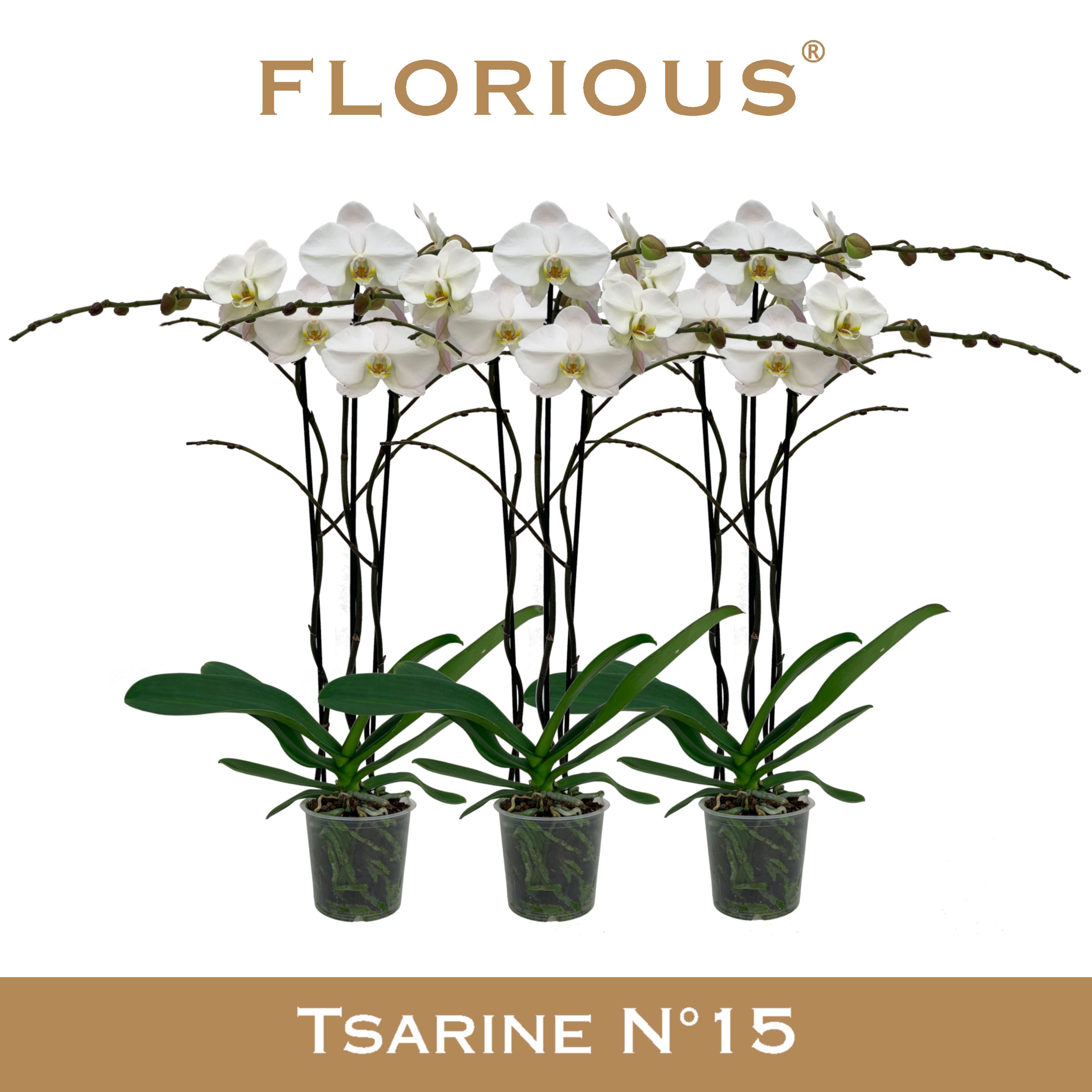 No15 Grandiflora 3-tak Wit, D 15