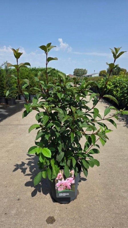 Viburnum bodn. 'Dawn', D 29