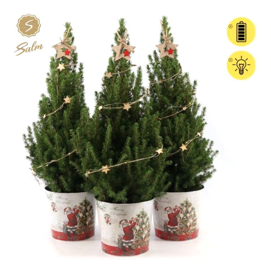 Picea gl. 'December'® P19 in Zinc Santa + Starlight + Star on Loop, D 21 cm