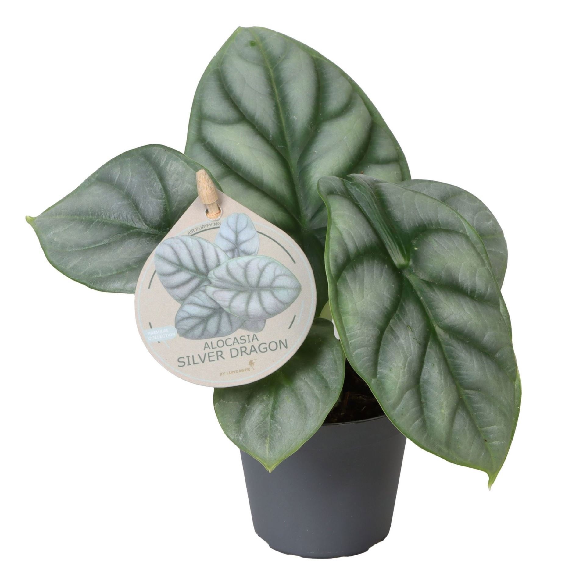Alocasia Silver Dragon W. Label 6 cm, D 6