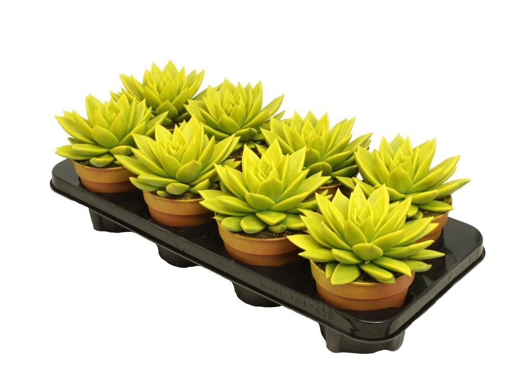 Miranda coloured yellow, D 12