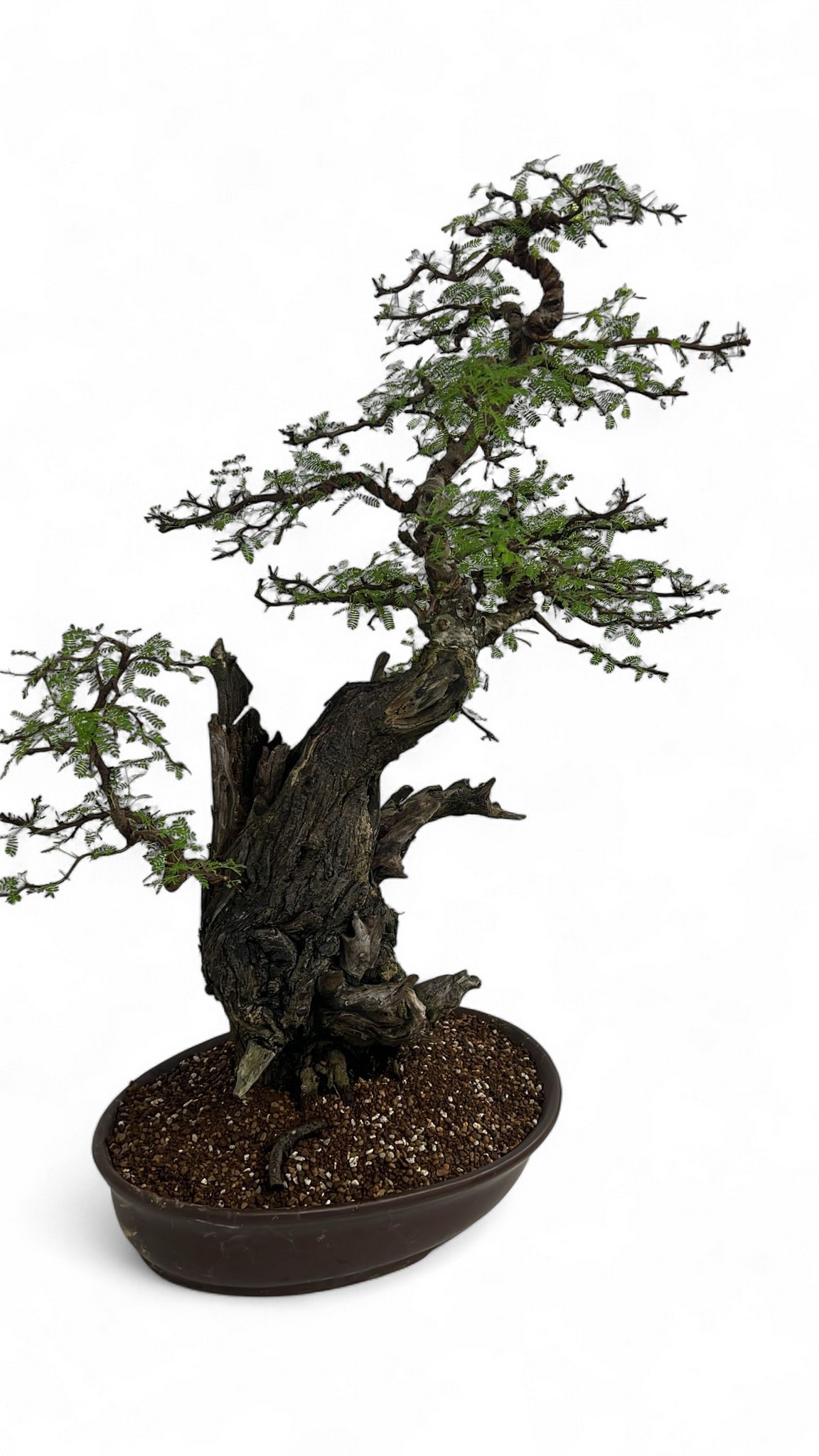 Vachellia nilotica, pot 55cm, height 90cm. (single item), D 55