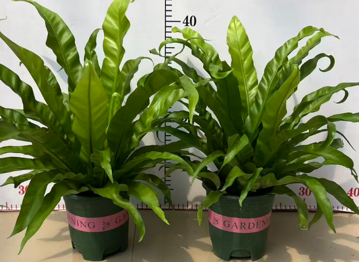 Блечнум ориентале Халф-галлон бирд'с Нест Папоротник 14 42