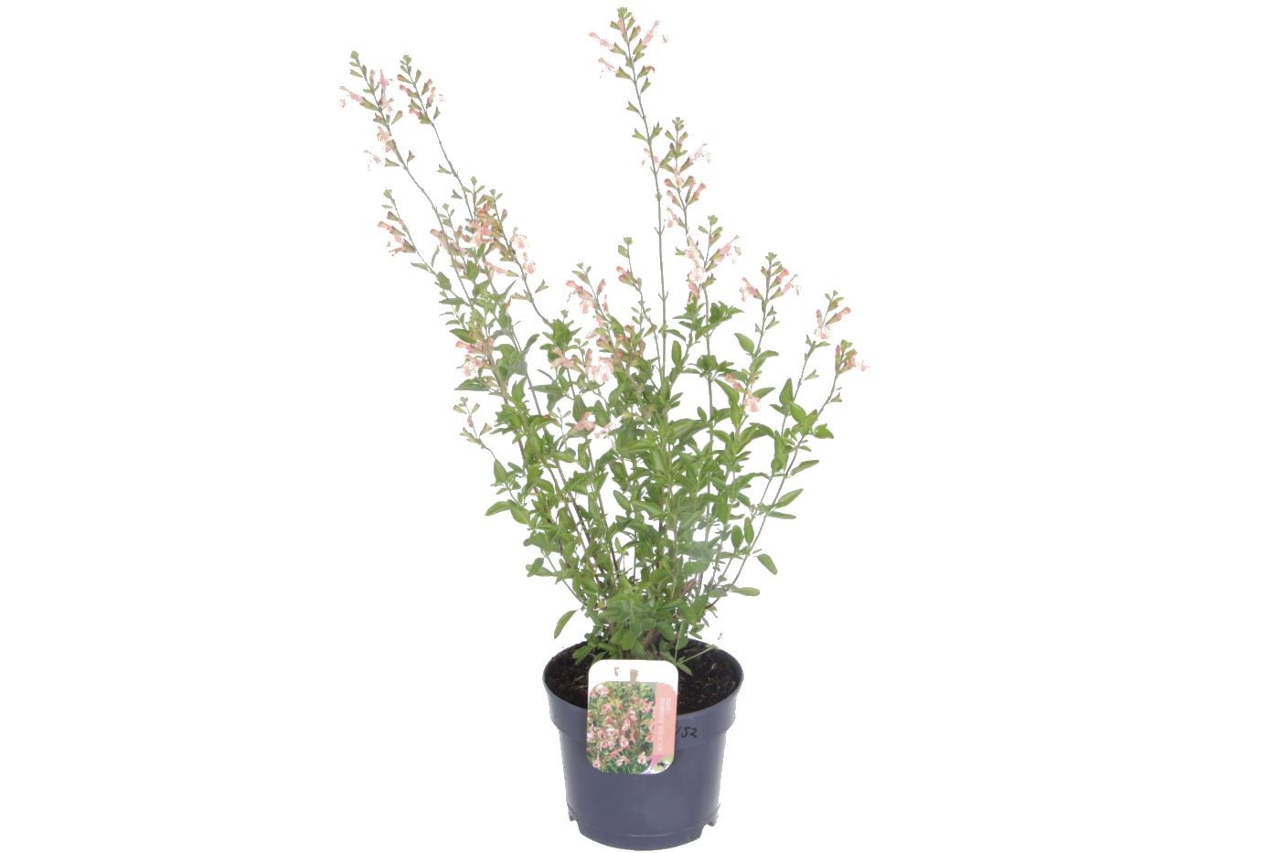 Salvia microphylla Belle de Loire, D 17 cm