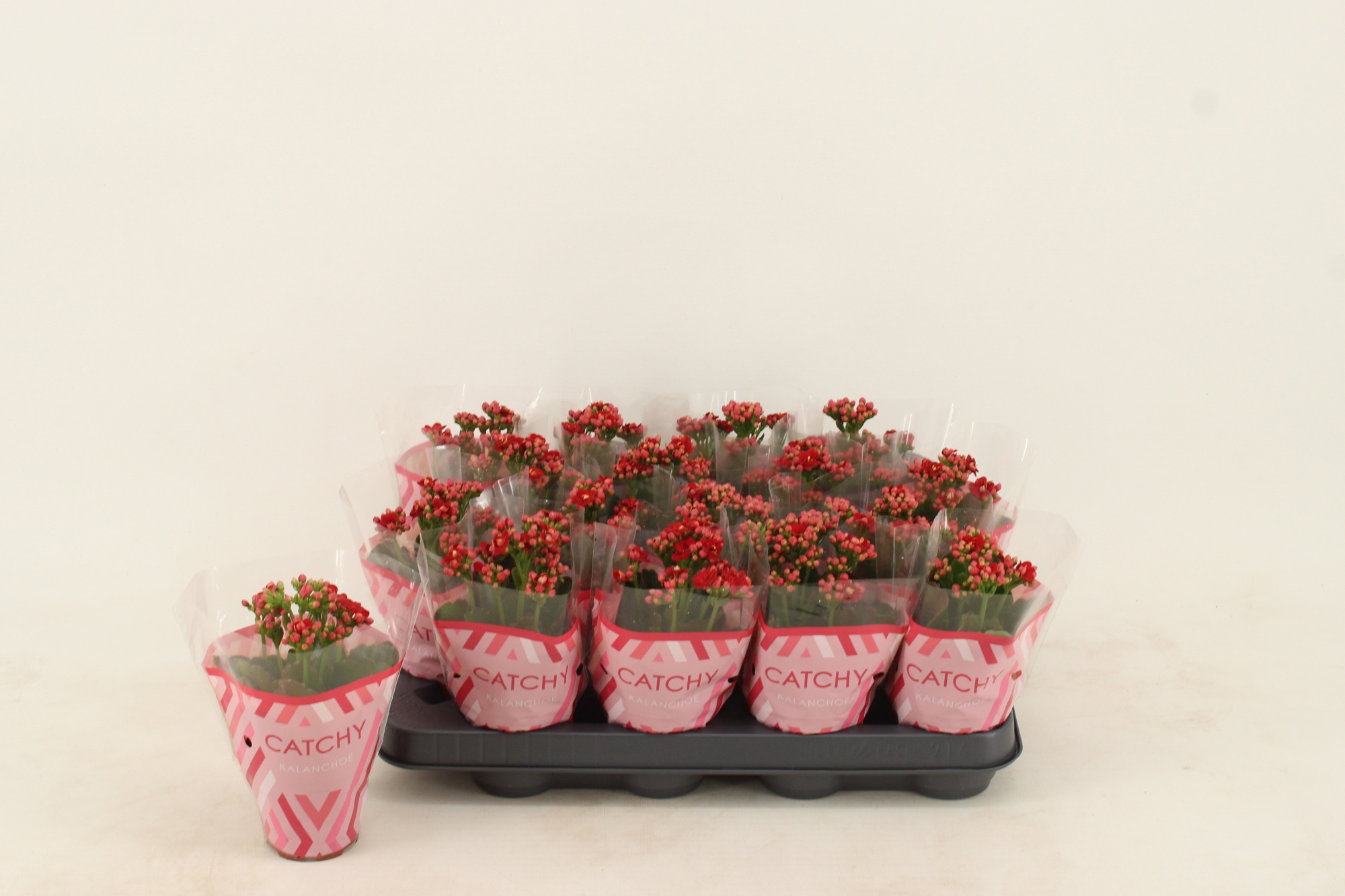 Kalanchoe Double Red, D 8