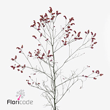 Лимониум Скарлет Даймонд 60, шт.