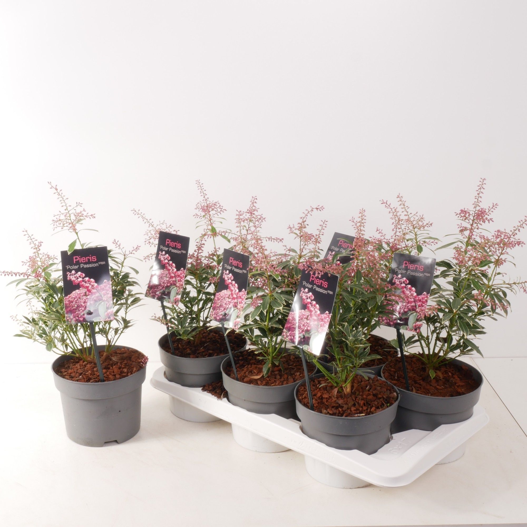 Pieris jap. 'Polar Passion' P17, D 17 cm