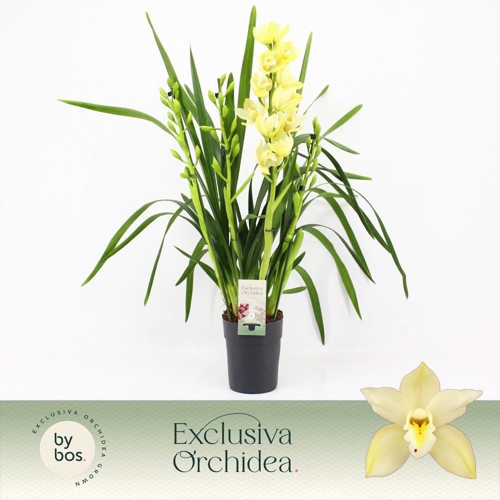 Cymbidium, Paddy 4-spike P14 'Exclusiva Orchidea', D 14 cm