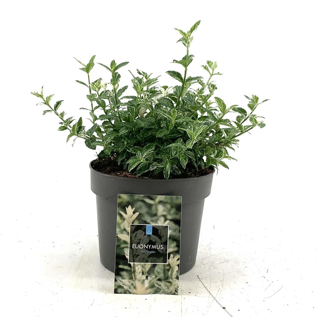 Euonymus fort. 'Harlequin', D 17 cm