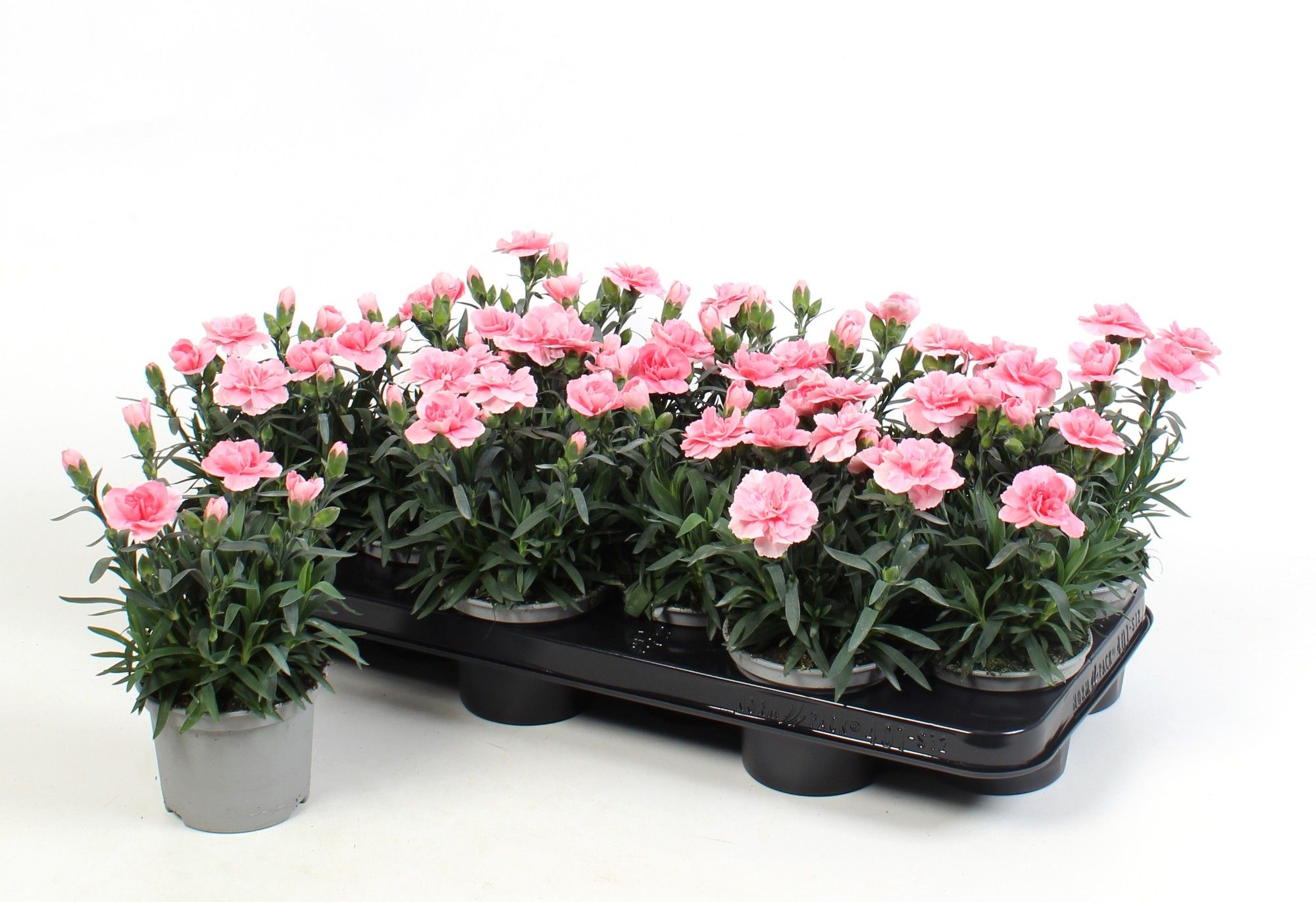 Dianthus Oscar Pink, D 10,5