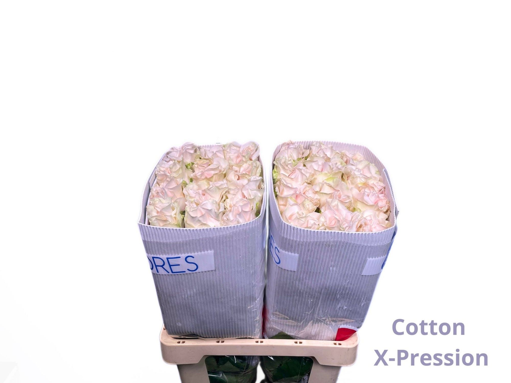 Роза од. Овериг 60, шт.