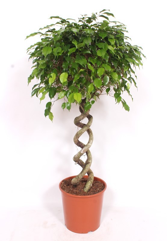 Ficus Exotica, D 30