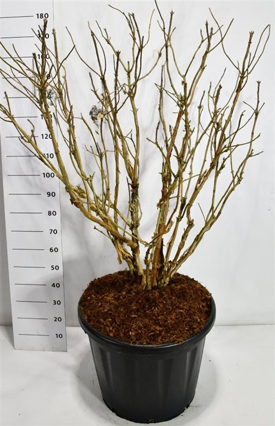 Hydrangea asp. 'Macrophylla', D 60