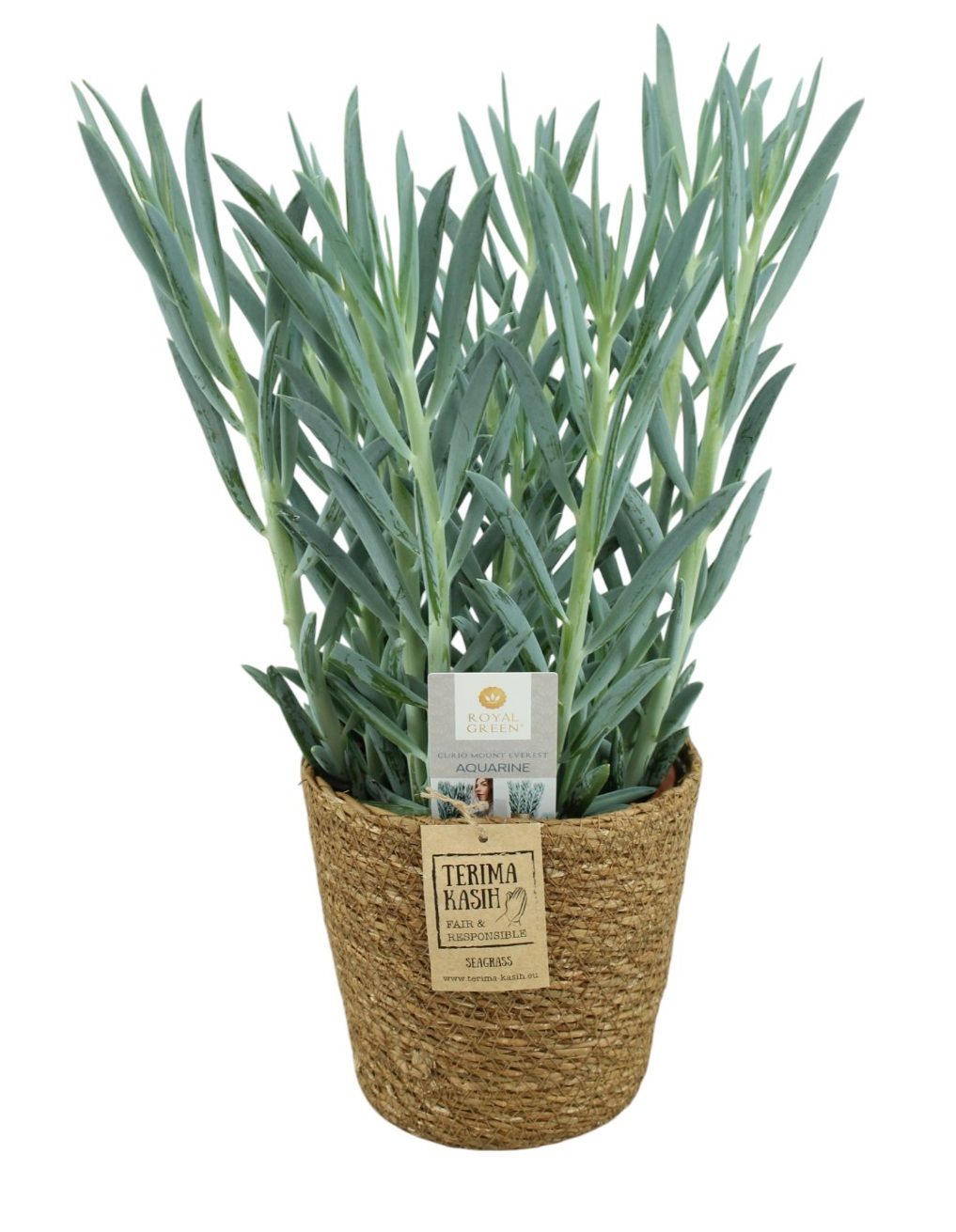 Curio mount everst 17cm in seagrass mand 19cm, D 17