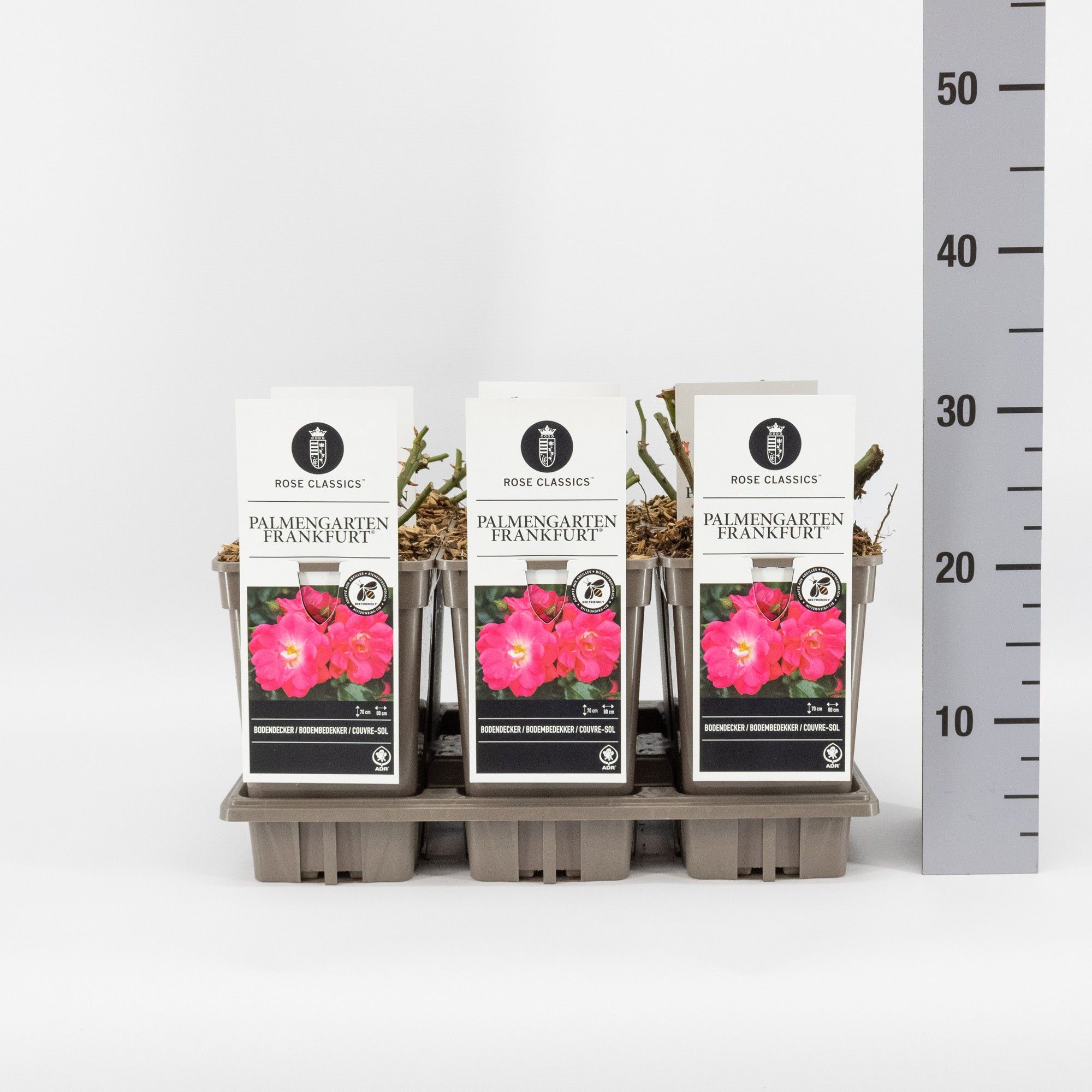 Rosa (P) Palmengarten Frankfurt ®, C3, D 17 cm