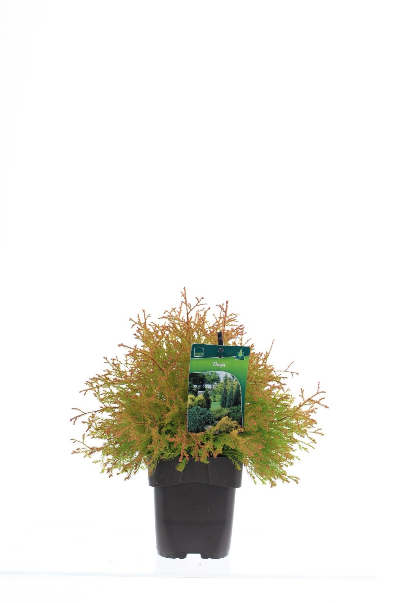 Thuja occ 'Fire Chief', D 17