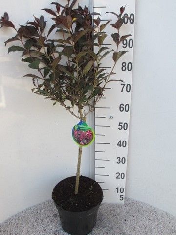 Weigela florida Alexandra 50 stam P26, D 26