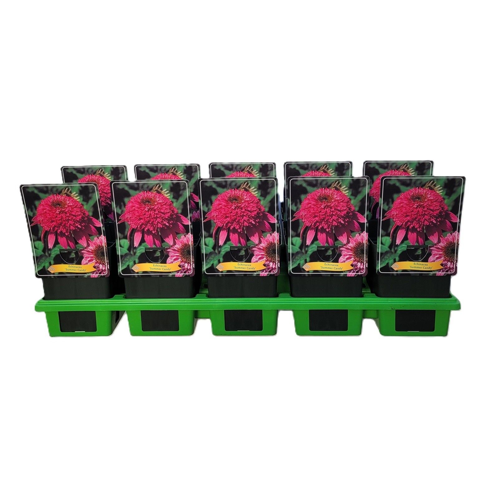 Echinacea 'Summer Candy' P11, D 11