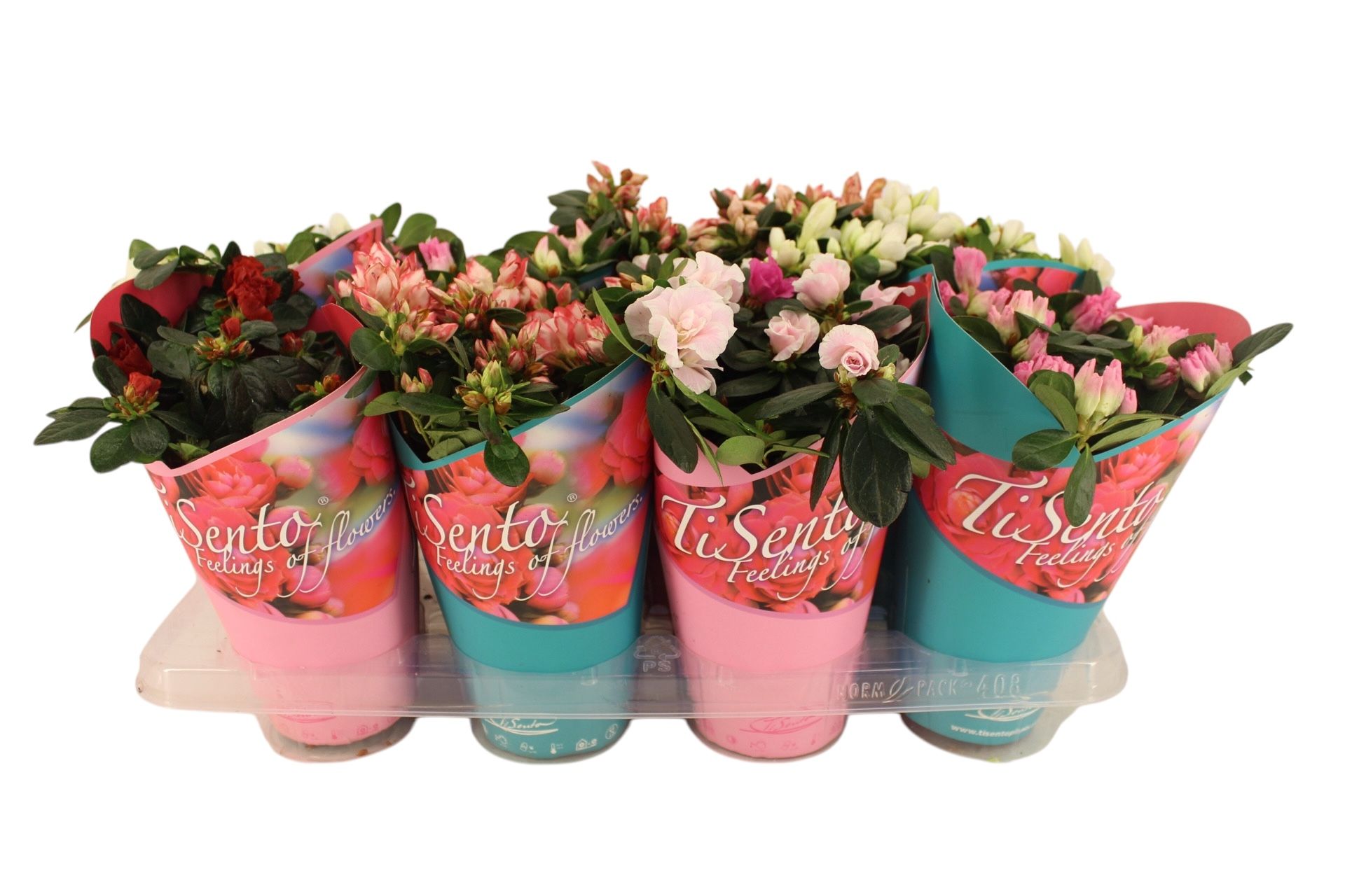 Azalea Mix 12 cm - Giftcover, D 12 cm