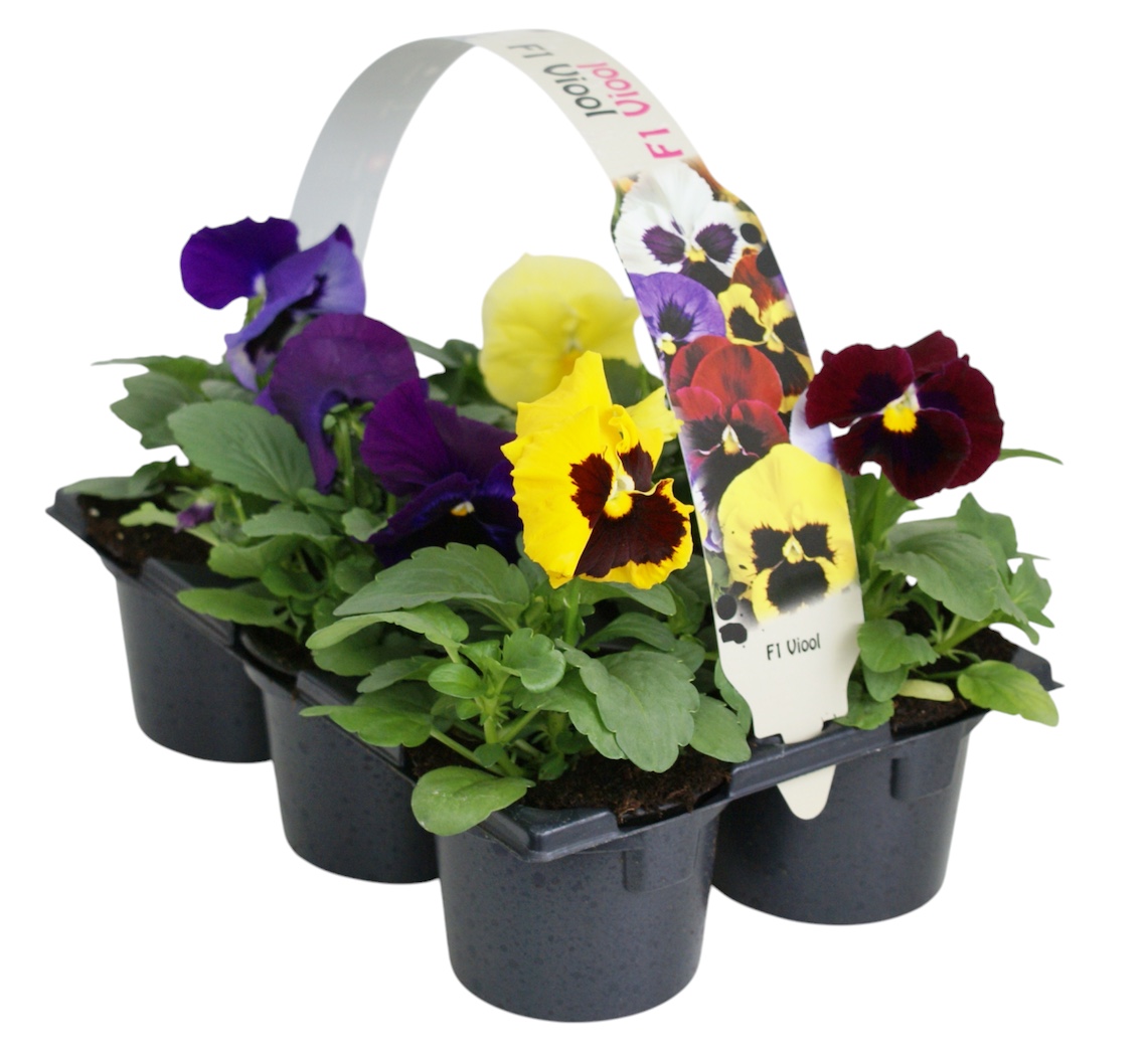 Viool F1 gemengd 6p, D 9 cm Viool F1 gemengd 6p, D 9 cm
