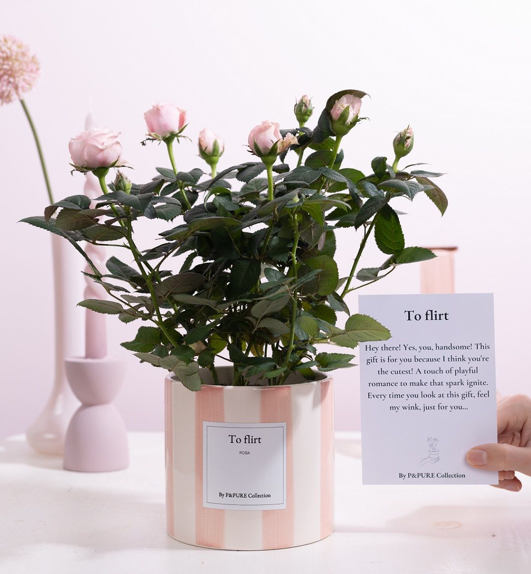 Rosa light pink Gift "To flirt" WITH GREETING CARD!!!, D 12
