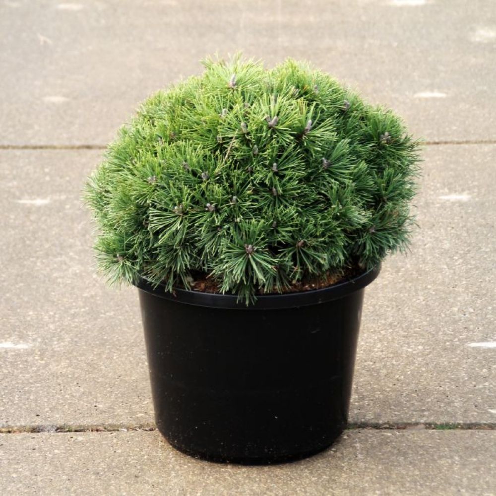 Pinus mugo 'Mops', D 31 cm Pinus mugo 'Mops', D 31 cm