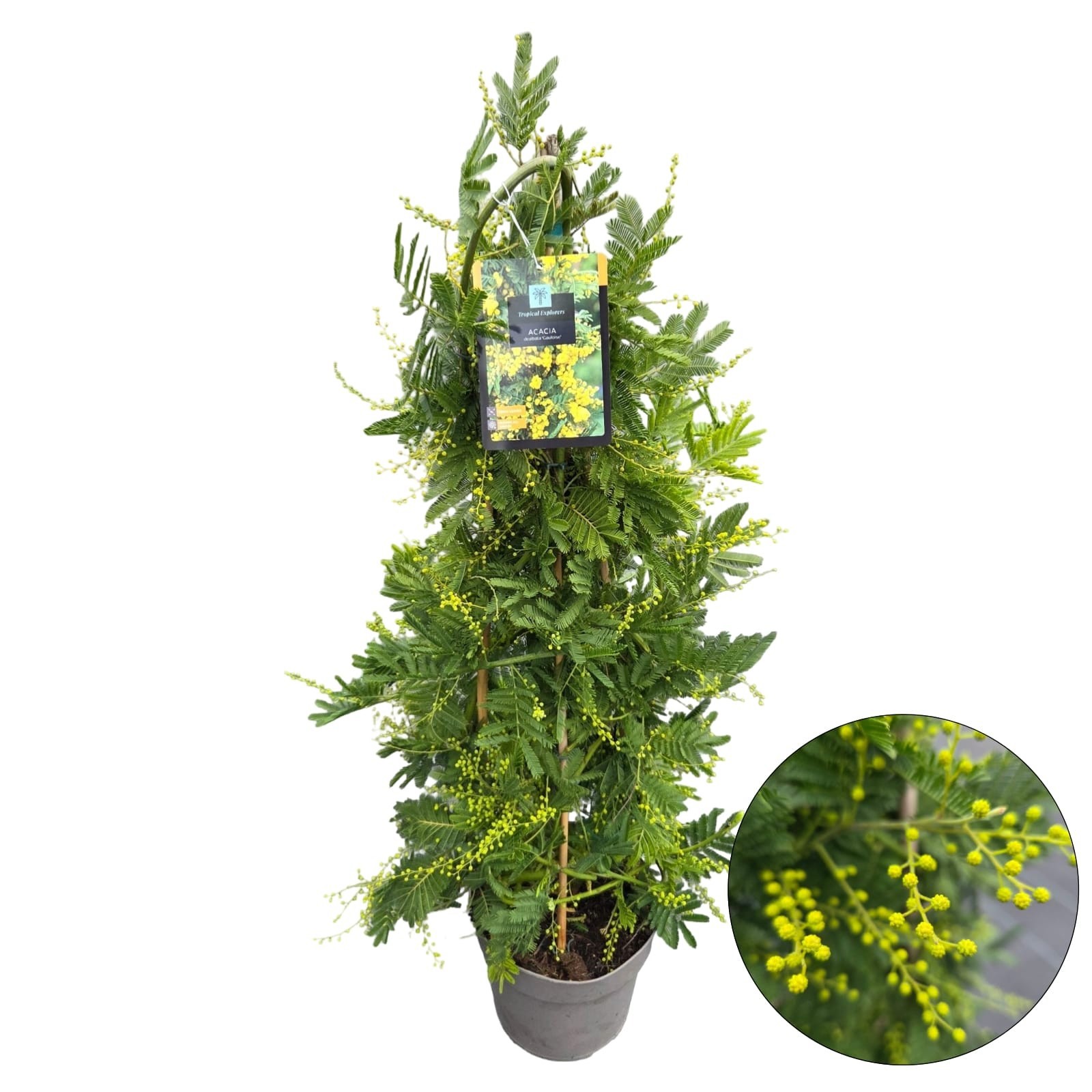 Acacia/Mimosa dealbata 'Gauloise', D 24