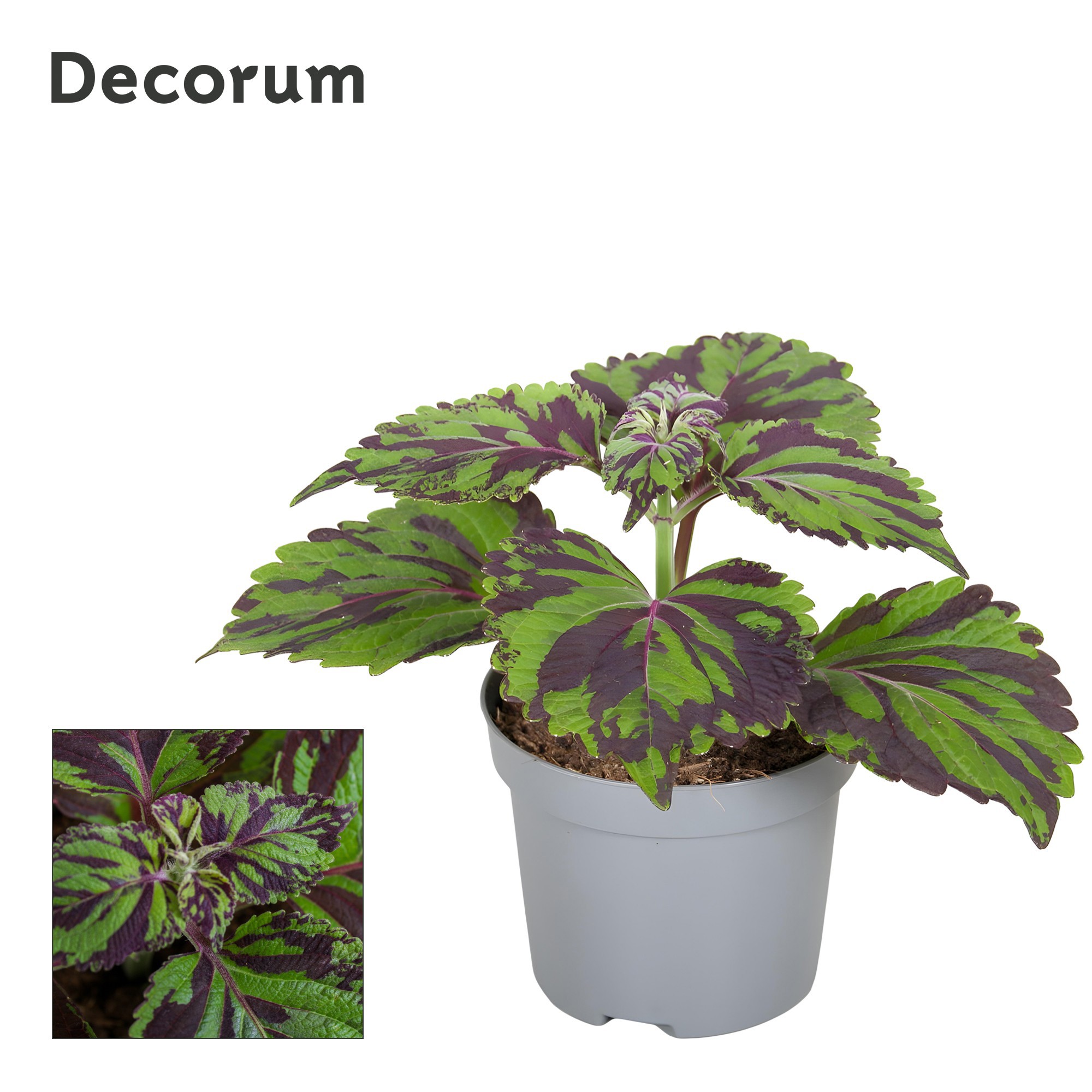 Coleus Tiger 9cm Decorum, D 9