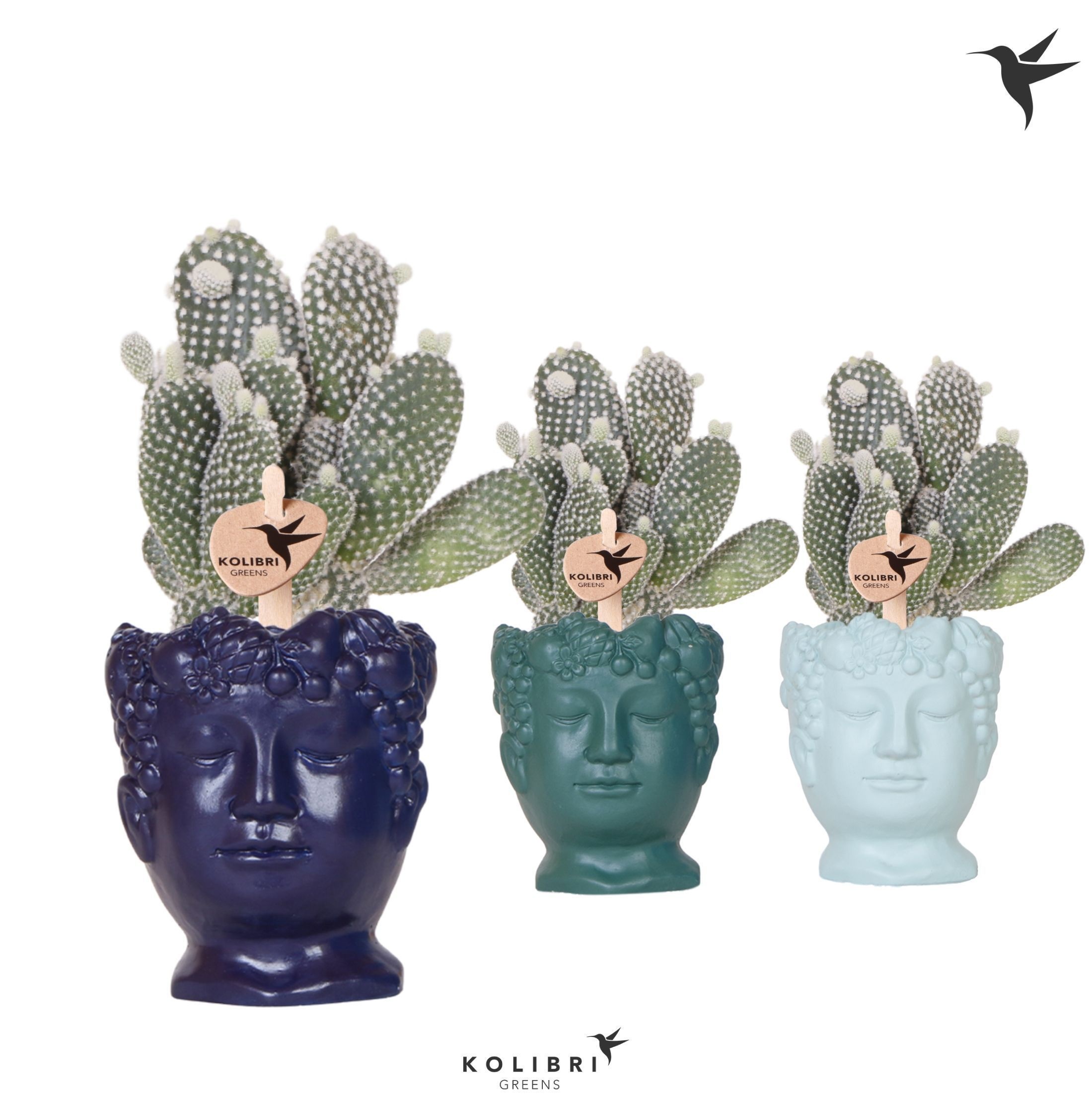 Kolibri Greens Opuntia white in Fruity Head pot blue mix, D 9 cm