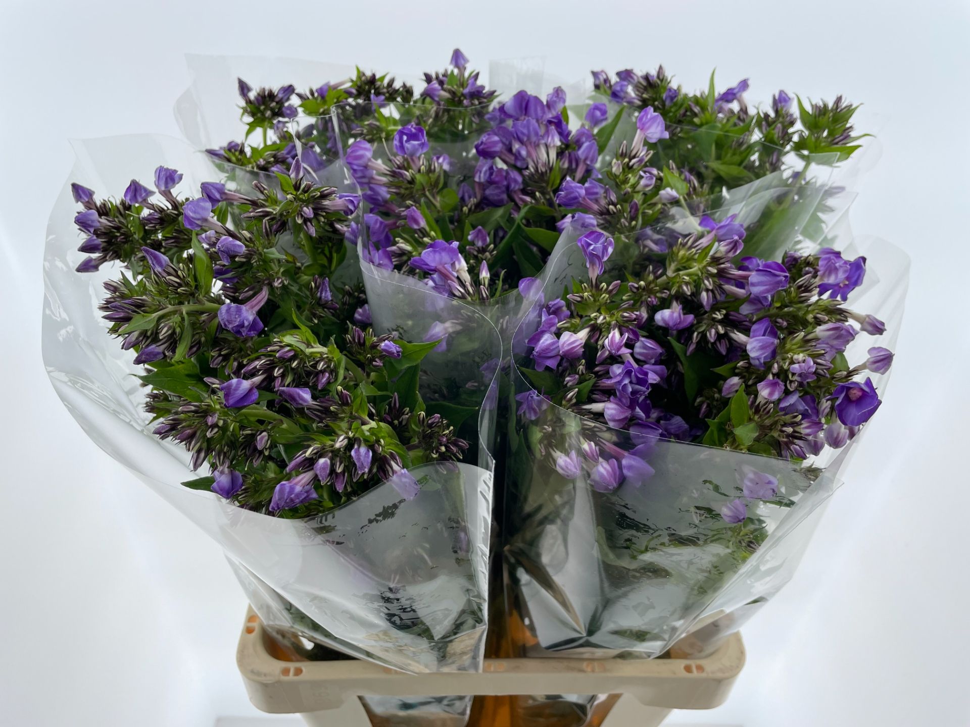 Флокс Крисси 70, шт.