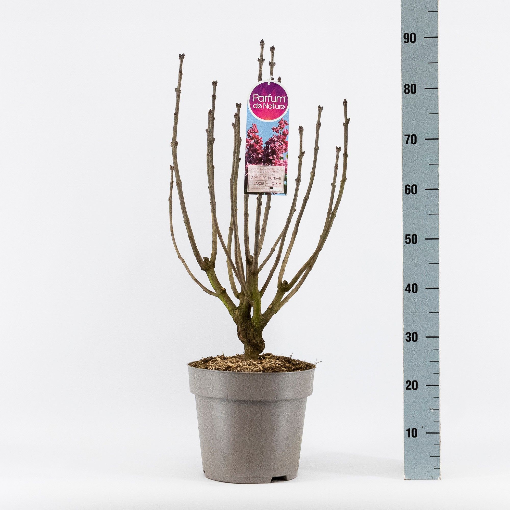 Syringa vul. Adelaide Dunbar, 2-jarig, C10 Solitair, D 27