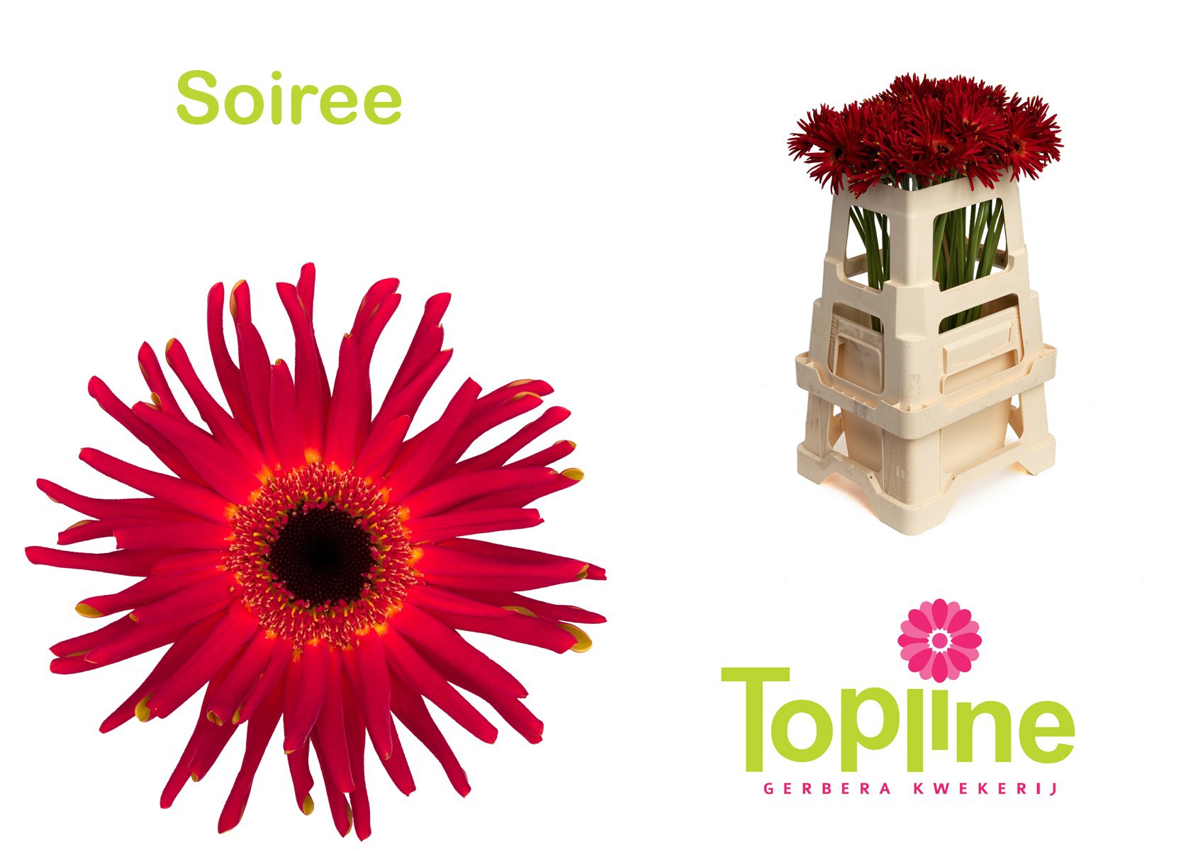 Гербера Пастини Сойри, шт.