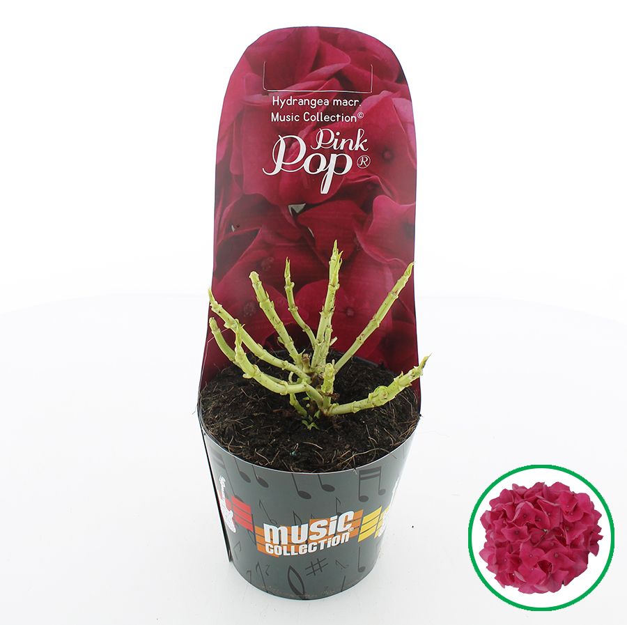 Hydrangea macr. Music Collection® 'Pink Punk'® C2 (17cm.) Potcover, D 17
