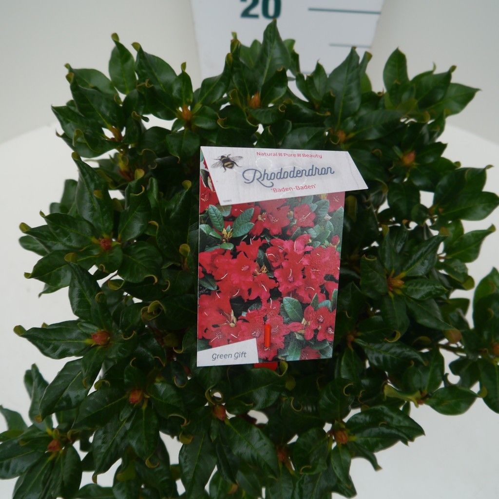 Rhododendron 'Baden Baden' red, D 29