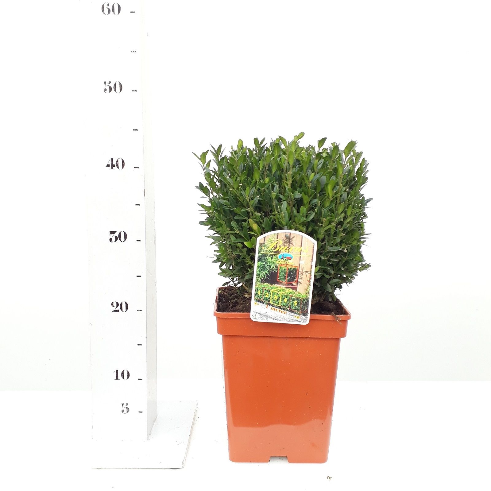 Buxus sempervirens 20cm kubus, D 19 cm