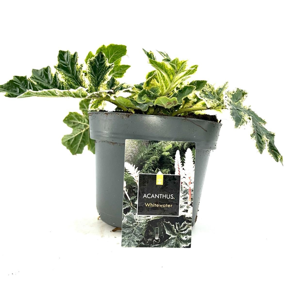 Acanthus 'Whitewater', D 17