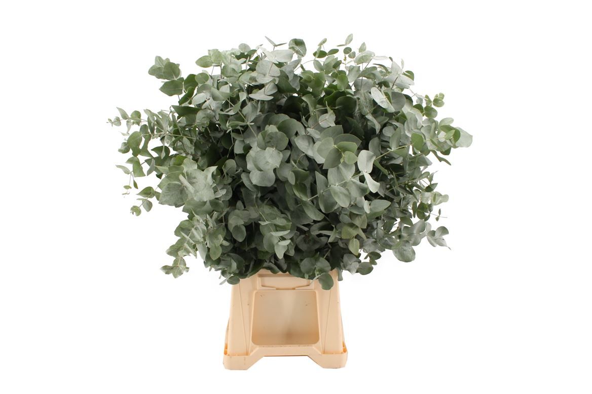 Эвкалипт Цинерея за пучок 70 (зел.), пуч.