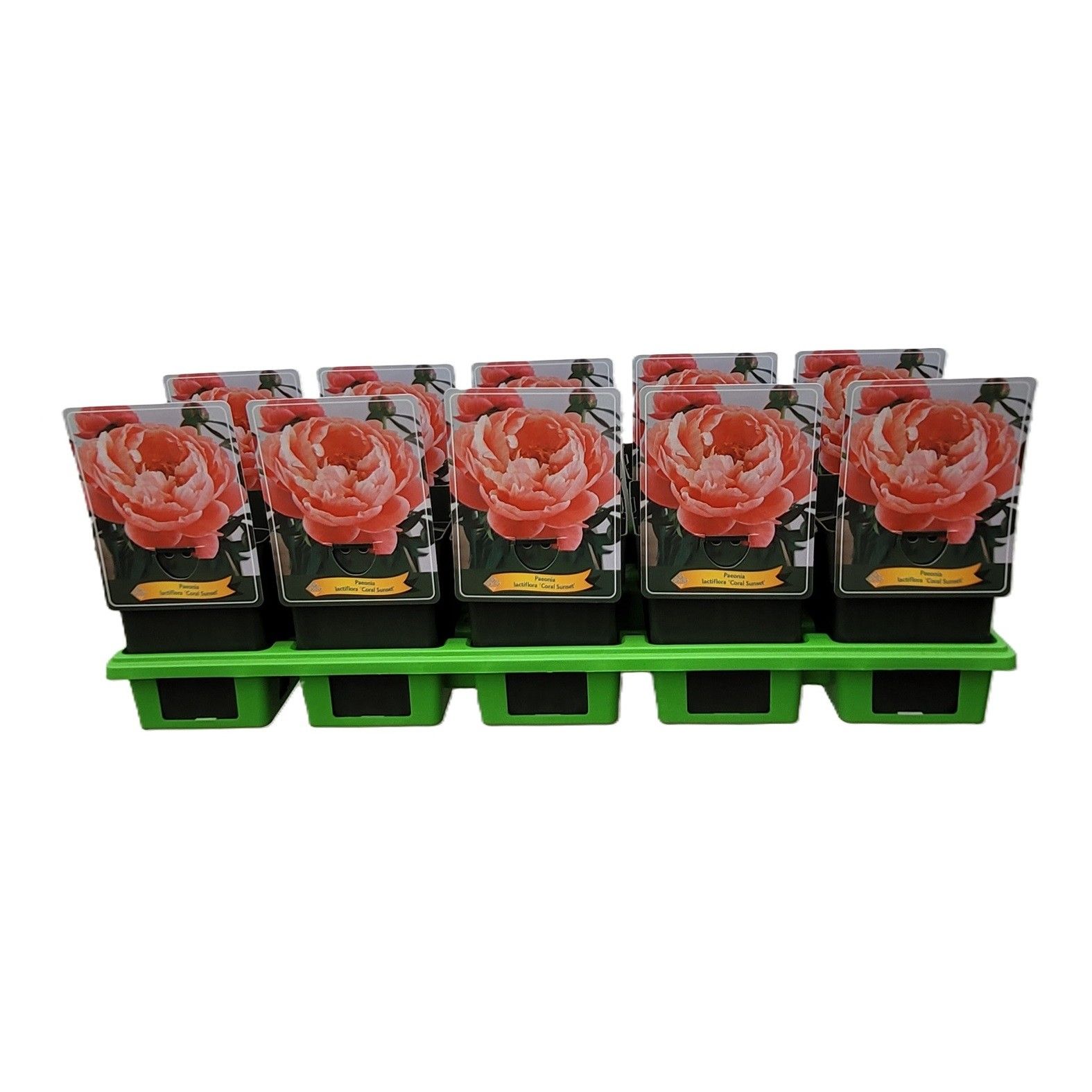 Paeonia Lactiflora 'Coral Sunset' P11, D 11