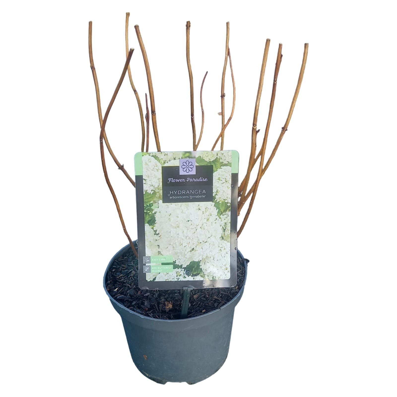 Hydrangea arb. Annabelle, D 17