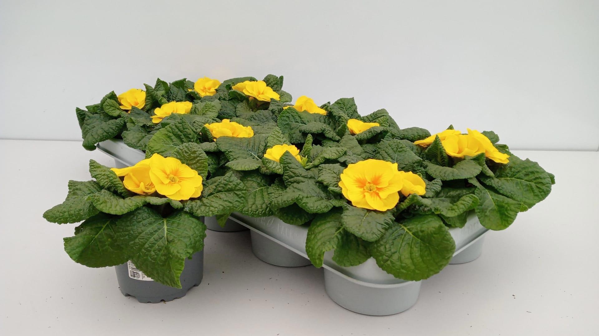 Primula Acaulis (10,5 cm) mixkar, D 10,5